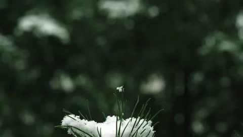 Snowflake hanging between two green pine needles on a winter day during Stock Footage 224323357