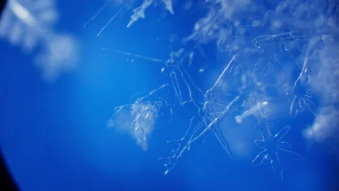 Snowflake isolated on black background: macro photo of real snow crystal Stock Footage 147348132