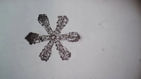 Snowflake melts under the microscope 스톡 동영상 75811686