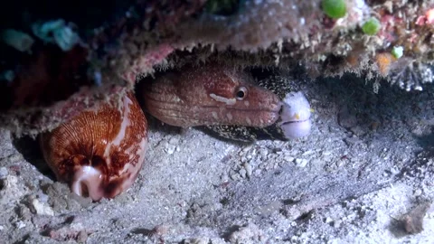 Snowflake Moray (Echidna nebulosa) Bar-Tail moray (G. zonipectis) Together Video stock 334733495