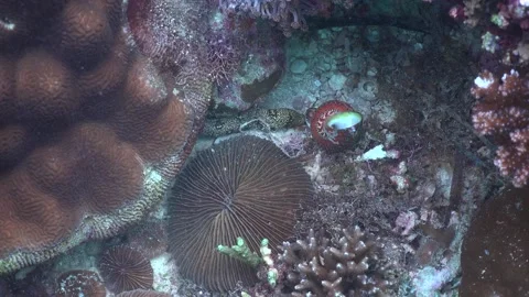 Snowflake moray eel attacking shell during dusk on a coral reef in the Stock Footage 146108702