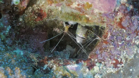 Snowflake Moray Eel in crevice with two Cleaner Shrimp Stock Footage 100650355