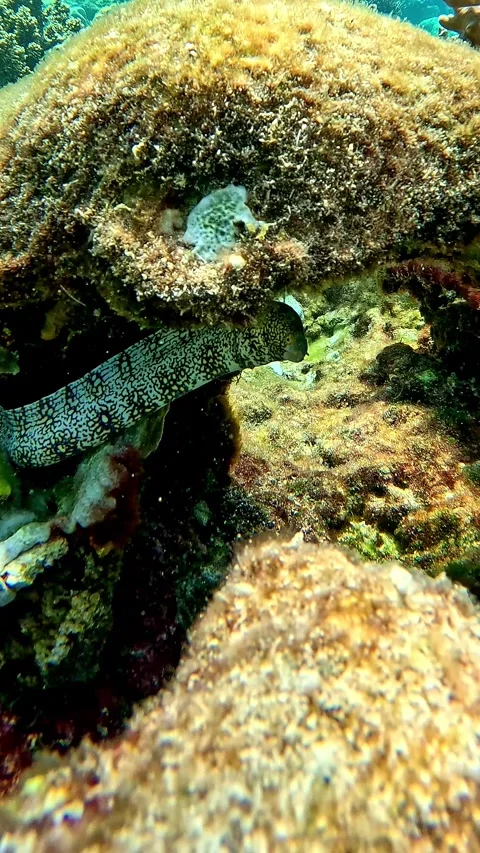 Snowflake moray eel (Echidna nebulosa) seen hiding in the nook of a coral  Vídeos de archivo 319953480