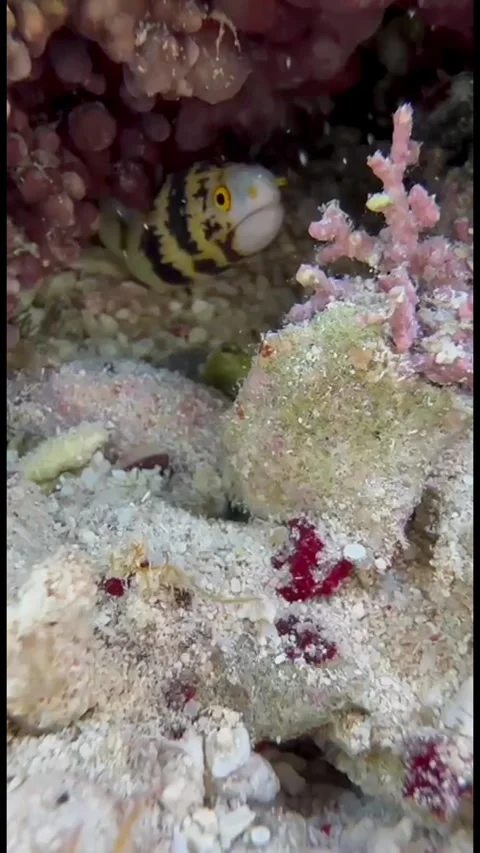 Snowflake Moray Eel Hiding Under Coral, Close-Up Video stock 344396376
