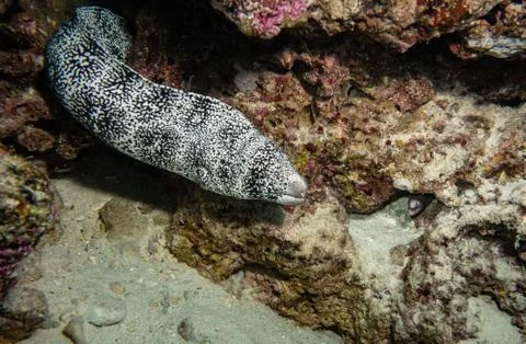 Snowflake Moray Eel, The Maldives Stock Photos