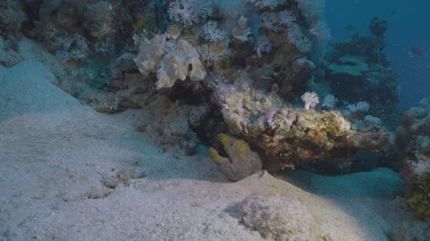 Snowflake Moray Eel Peeking from its Buried Hole Video stock 333590492