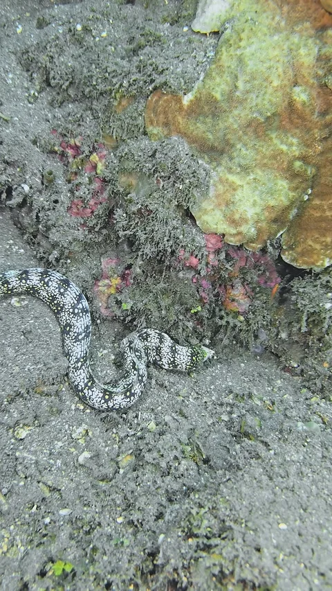Snowflake moray Stock Footage 345619443
