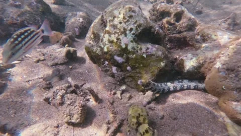 Snowflake morray eel (Echidna nebulosa) hiding between rocks on a sandy seabed Stock Footage 336862933