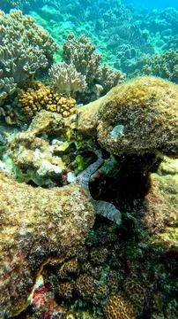 Snowflake morray eel (Echidna nebulosa) hiding between rocks  Stock Photos