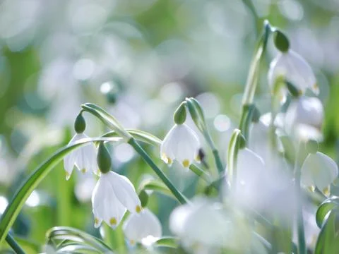 Snowflake Snowdrop spring Stock Photos