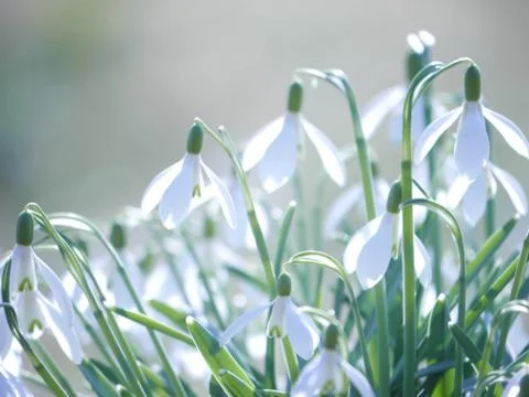 Snowflake Snowdrop spring Stock Photos