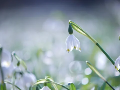 Snowflake Snowdrop spring Stock Photos
