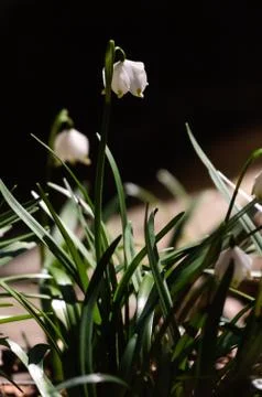 Snowflake sping flower Stock Photos