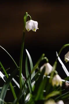 Snowflake sping flower Stock Photos