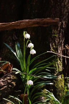 Snowflake sping flower Foto stock