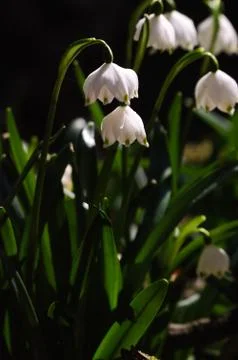 Snowflake sping flower Foto stock