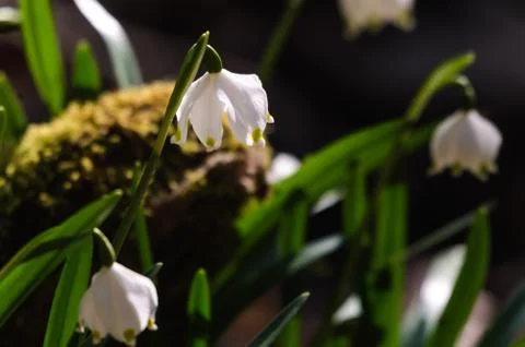 Snowflake sping flower Foto stock