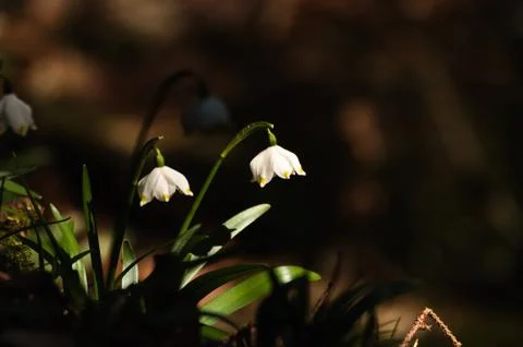 Snowflake sping flower Stock Photos