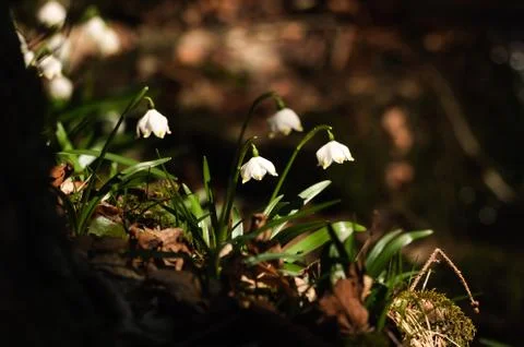 Snowflake sping flower Stock Photos