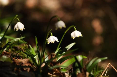 Snowflake sping flower Stock Photos