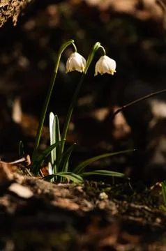 Snowflake sping flower Stock Photos