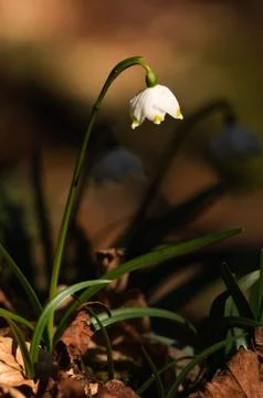 Snowflake sping flower Stock Photos