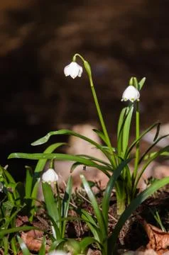 Snowflake sping flower Stock Photos
