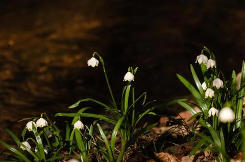Snowflake sping flower Stock Photos