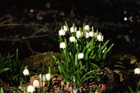Snowflake sping flower Stock Photos