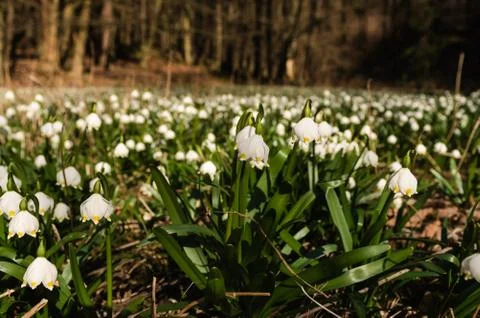 Snowflake sping flower Foto stock