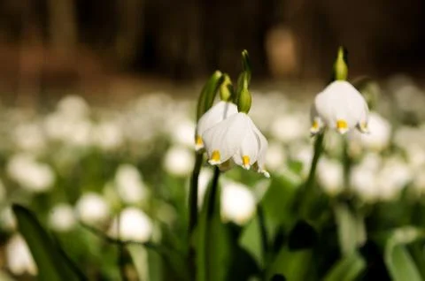 Snowflake sping flower Stock Photos
