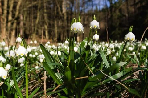 Snowflake sping flower Foto stock