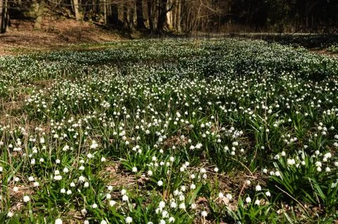 Snowflake sping flower Stock Photos