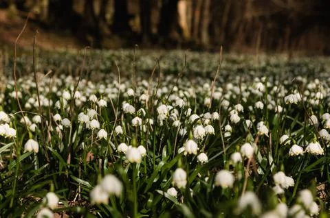 Snowflake sping flower Stock Photos