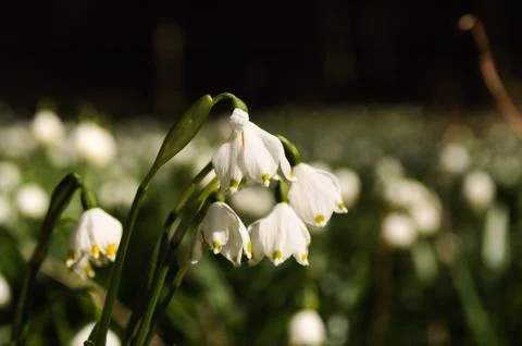 Snowflake sping flower Stock Photos