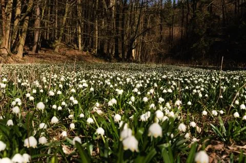 Snowflake sping flower Stock Photos