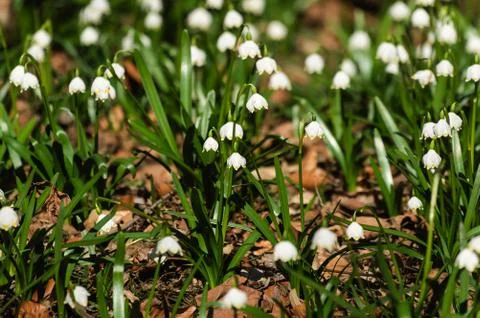 Snowflake sping flower Stock Photos