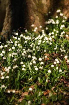 Snowflake sping flower Stock Photos