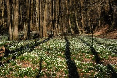 Snowflake sping flower Stock Photos