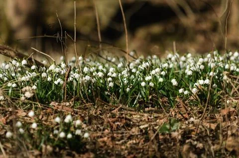 Snowflake sping flower Stock Photos