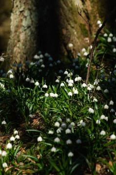 Snowflake sping flower Stock Photos
