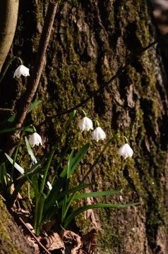Snowflake sping flower Stock Photos