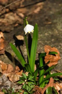 Snowflake sping flower Stock Photos