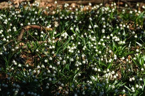 Snowflake sping flower Foto stock