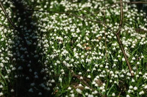 Snowflake sping flower Foto stock