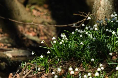 Snowflake sping flower Stock Photos