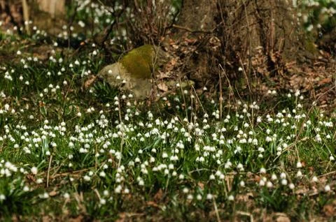 Snowflake sping flower Stock Photos