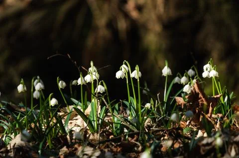 Snowflake sping flower Stock Photos