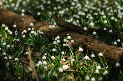 Snowflake sping flower Foto stock