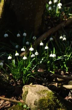 Snowflake sping flower Stock Photos